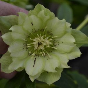 duble green spot, clematite.ro