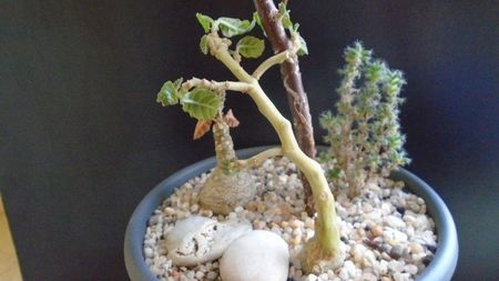 Dorstenia hildebrandtii