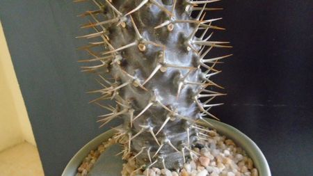 Pachypodium black lamerei