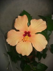 Hibiscus