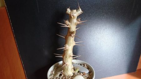 Pachypodium saundersii