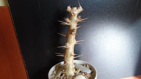 Pachypodium saundersii