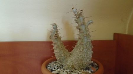 Pachypodium saundersii