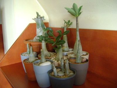 Genul Adenium