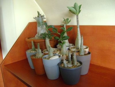 Genul Adenium