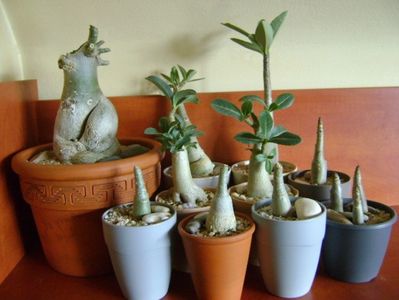 Genul Adenium