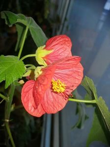 Abutilon