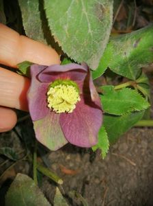 Helleborus