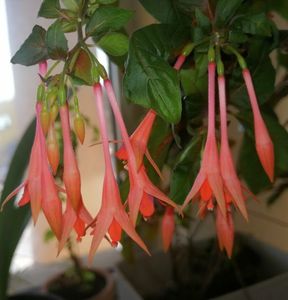 Fuchsia Gartenmeister