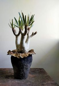 Pachypodium inopinatum