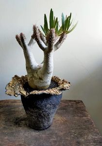 Pachypodium inopinatum