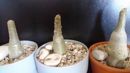 Adenium obesum (3 ex.)