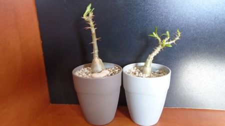 Pachypodium succulentum & Pachypodium bispinosum