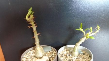 Pachypodium succulentum & Pachypodium bispinosum