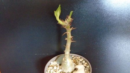 Pachypodium succulentum