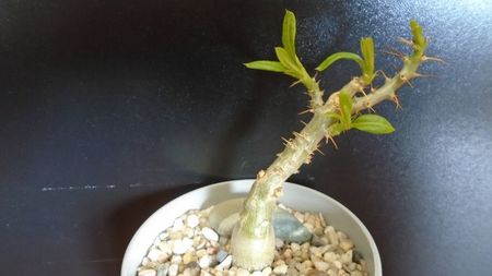 Pachypodium bispinosum