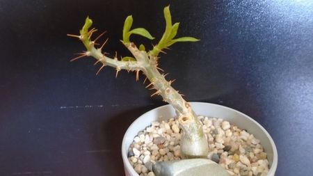 Pachypodium bispinosum