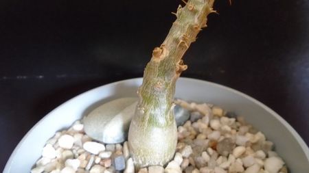 Pachypodium bispinosum