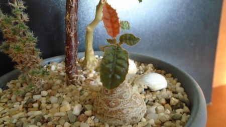 Dorstenia foetida