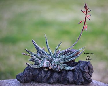 Kitoi: Gasteria verrucosa