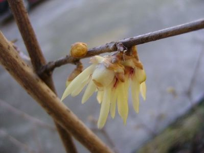 18 febr. 2020 - Arbustul zânei (Chimonanthus praecox)