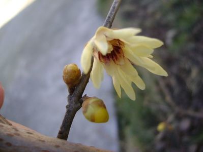 18 febr. 2020 - Arbustul zânei (Chimonanthus praecox)