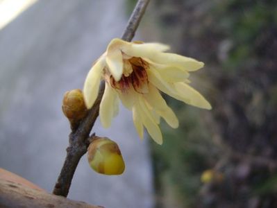 18 febr. 2020 - Arbustul zânei (Chimonanthus praecox)