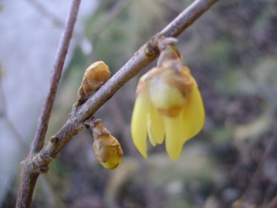 18 febr. 2020 - Arbustul zânei (Chimonanthus praecox)