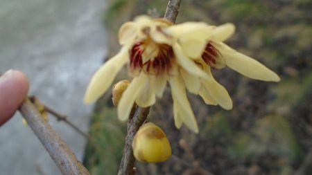 18 febr. 2020 - Arbustul zânei (Chimonanthus praecox)