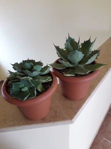 Agave isthmensis & Agave seemanniana