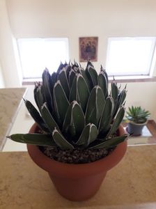 Agave victoria reginae