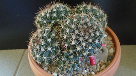 Mammillaria mammillaris