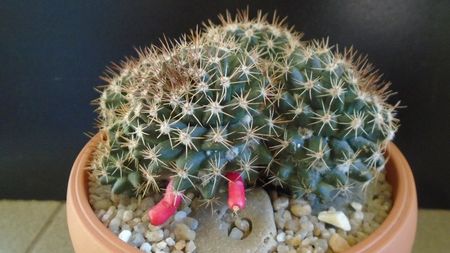 Mammillaria mammillaris