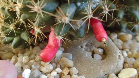 Mammillaria mammillaris