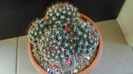 Mammillaria mammillaris