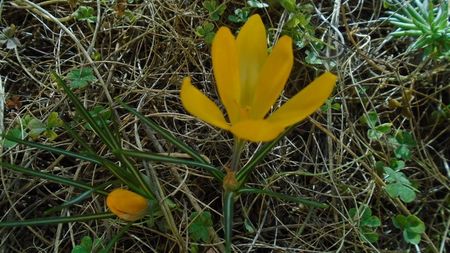 Crocusi infloriti