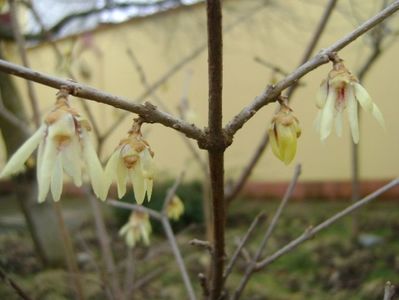 Arbustul zânei (Chimonanthus praecox)