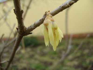 Arbustul zânei (Chimonanthus praecox)