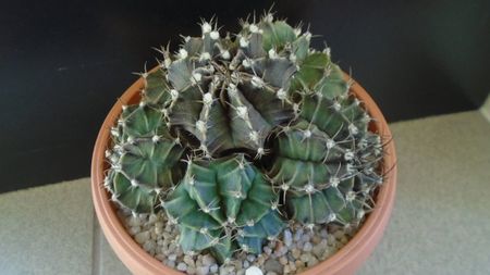 Gymnocalycium friedrichii (stenopleurum), colonie