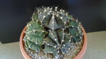 Gymnocalycium friedrichii (stenopleurum), colonie