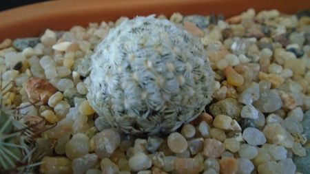 Mammillaria duwei