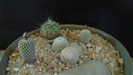 Grup de 5 cactusi; Turbinicarpus valdezianus 
Turbinicarpus pseudopectinatus 
Turbinicarpus viereckii              
Epithelantha greggii (2 ex.)
