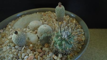 Grup de 5 cactusi; Turbinicarpus valdezianus 
Turbinicarpus pseudopectinatus 
Turbinicarpus viereckii              
Epithelantha greggii (2 ex.)
