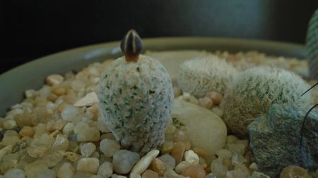 Turbinicarpus valdezianus