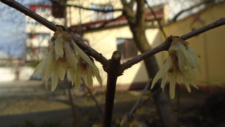 Arbustul zânei (Chimonanthus praecox)