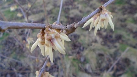 Arbustul zânei (Chimonanthus praecox)