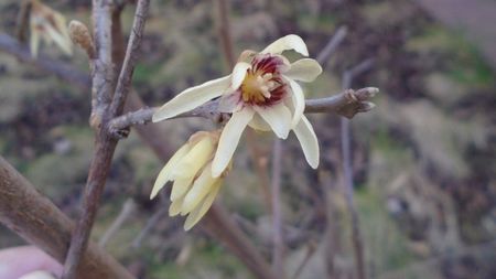 Arbustul zânei (Chimonanthus praecox)