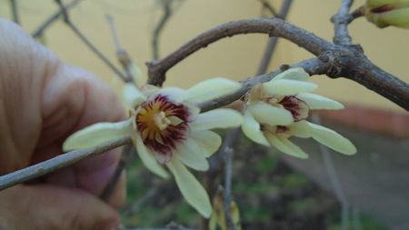 Arbustul zânei (Chimonanthus praecox)