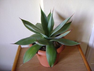 Agave ovatifolia