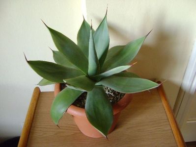 Agave ovatifolia